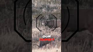 Mule deer with a tracking collar!!
Mule deer with a tracking collar!! Mule deer with a tracking collar!!
