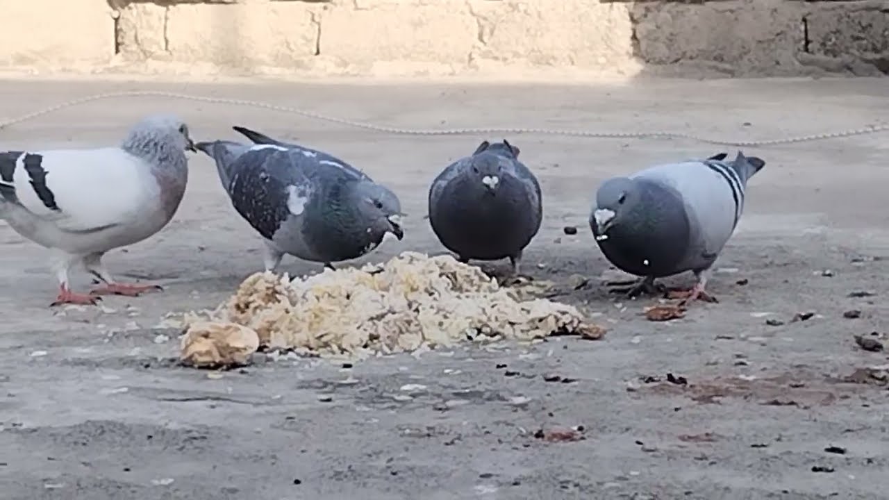 ترتيب التور والزواجل🕊️✌️😍