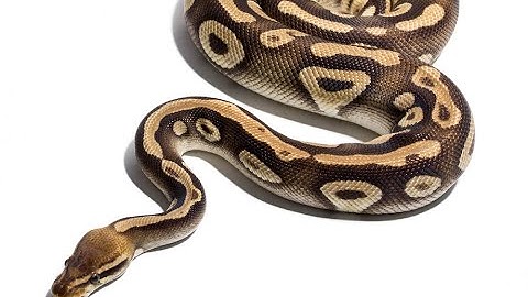 1st Zoom Call 2021: Introduction to Python Programming Language.