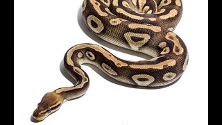 Celebrity 1st Zoom Call 2021: Introduction to Python Programming Language. Net Worth