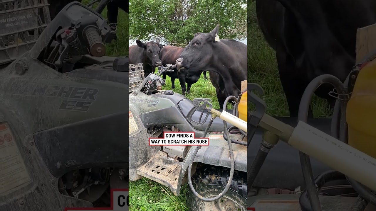 Корова придумала новый способ почесать нос 🤣 (🎥: ViralHog)