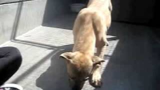 1. Ike Super Shy 7 Month Puppy At The Shelter - Now Adopted