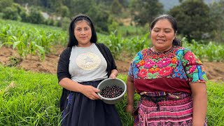 Bajando cerezo del arbol