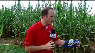 How Denver Downs creates corn mazes