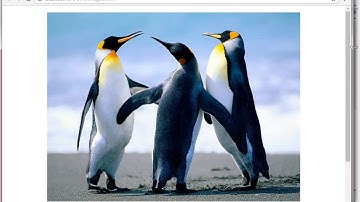 Image Classes in Bootstrap