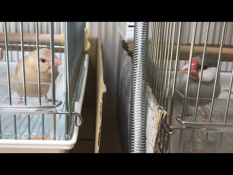 ２羽並んでごはんを食べる文鳥よもぎとこむぎ　癒し動物　面白い動物　Java sparrow