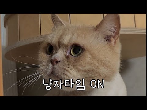 [중등인강/중학국어]포비야 깡후루_엠베스트 국어 정수영