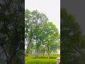 Sore Hari di Taman Suropati
