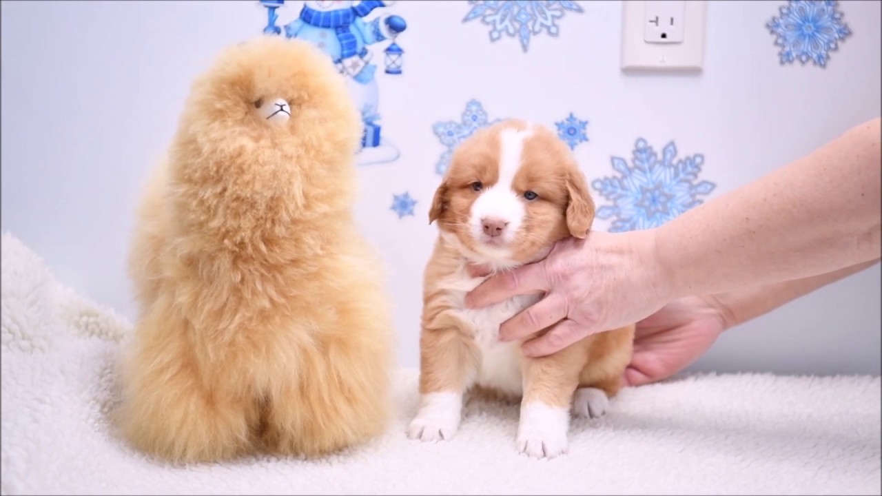 Patty's Puppies Present Update Week 6 (The Girls Part Part 2) YouTube