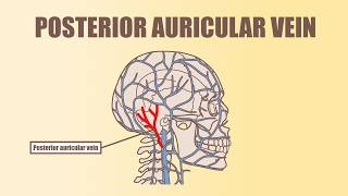 Posterior Auricular Vein | Anatomy