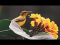 Burung Cantik Penghisap Bunga