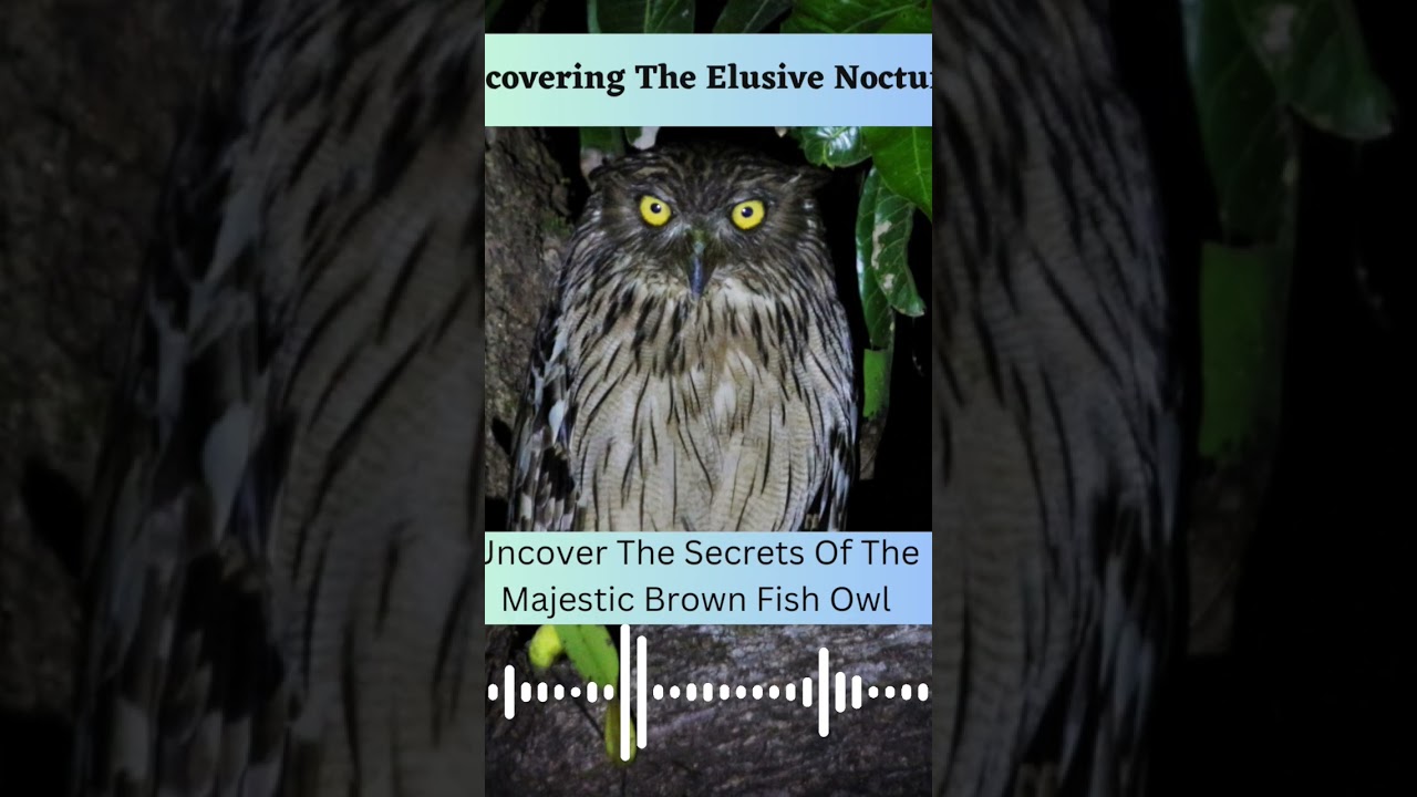 Brown Fish Owl Call