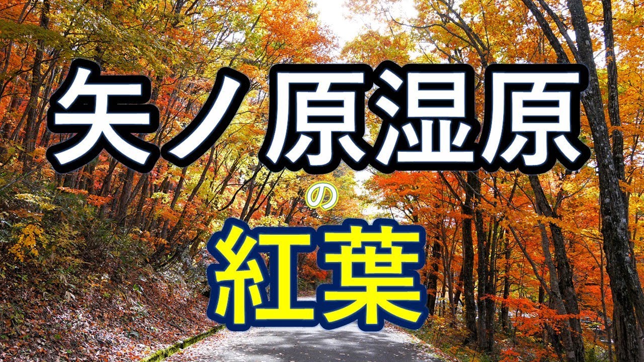 『矢ノ原湿原の紅葉』2025年11月5日