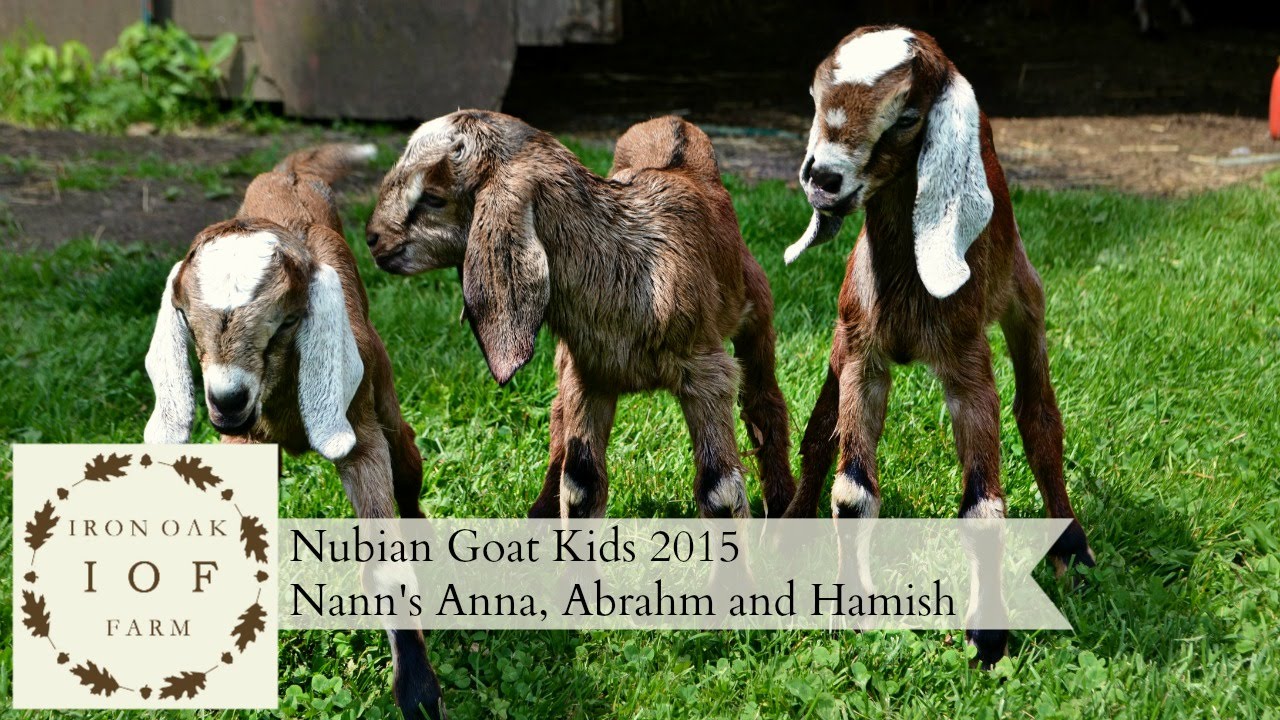 Nubian Goat Kids 2015 Gretta's Anna, Abrahm and Hamish YouTube