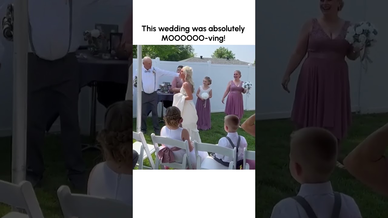 Hilarious Cow Crashes Wedding!