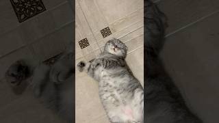 415 на отдыхе 😸 #шотландскийвислоухий  #мемноевидео #прикольныекоты #приколысживотными #скотишфолд