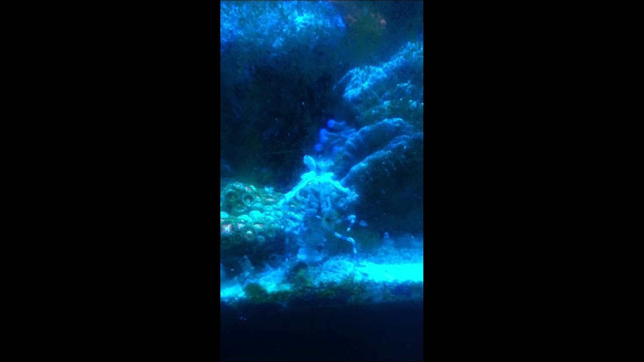 harlequin shrimp vs 4x asterina sp..MOV