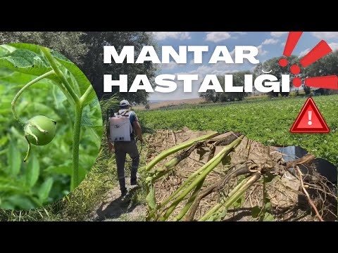 Video: Patateslerde Mantar: Patates Mantarını Önlemek İçin Patates Mantar İlaçları Kullanmak