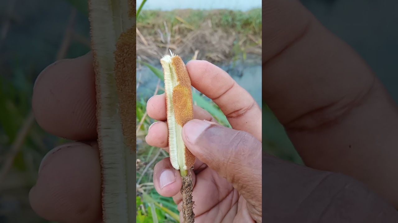 wind helps to spread .Typha angustifollia infloracsence is used for thatching roofs and decorations.