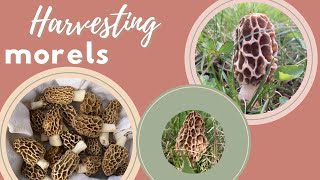 Harvesting Morels