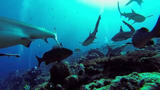 Vertigo shark dive.