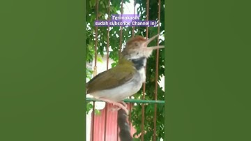 prenjak lumut gacor volume full