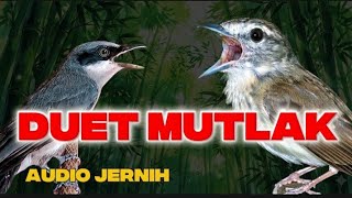 Download Lagu MASTERAN KOMBINASI BIKIN JURI TIDAK BERKUTIK | CUCAK KUCING VS JINJING PETULAK MP3