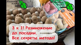 КАК ПОЛУЧИТЬ БОЛЬШЕ СЕМЕННОГО КАРТОФЕЛЯ БЕЗ ЗАТРАТ. СЕКРЕТЫ МЕТОДА РАЗМНОЖЕНИЯ ПЕРЕД ПОСАДКОЙ.