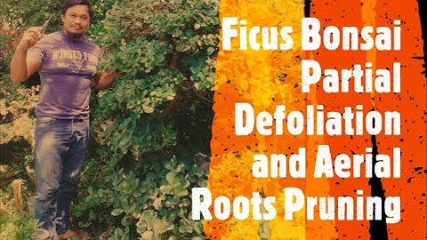 Ficus Bonsai: Partial Defoliation and Aerial Roots Pruning