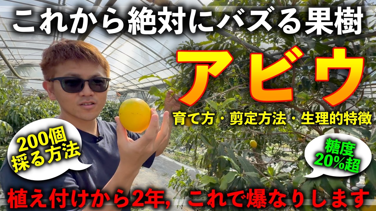 Complete Edition] How to Grow and Prune the Newly Popular Abiu