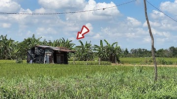 Nó Khủng Lắm Con Này Loại Đại Hổ Mang Đen Nó Nằm Trong Chồi Lá | Mười Thương Săn Bắt