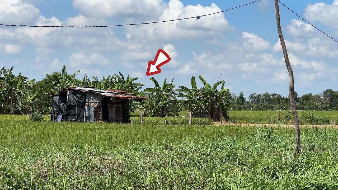 Nó Khủng Lắm Con Này Loại Đại Hổ Mang Đen Nó Nằm Trong Chồi Lá | Mười Thương Săn Bắt