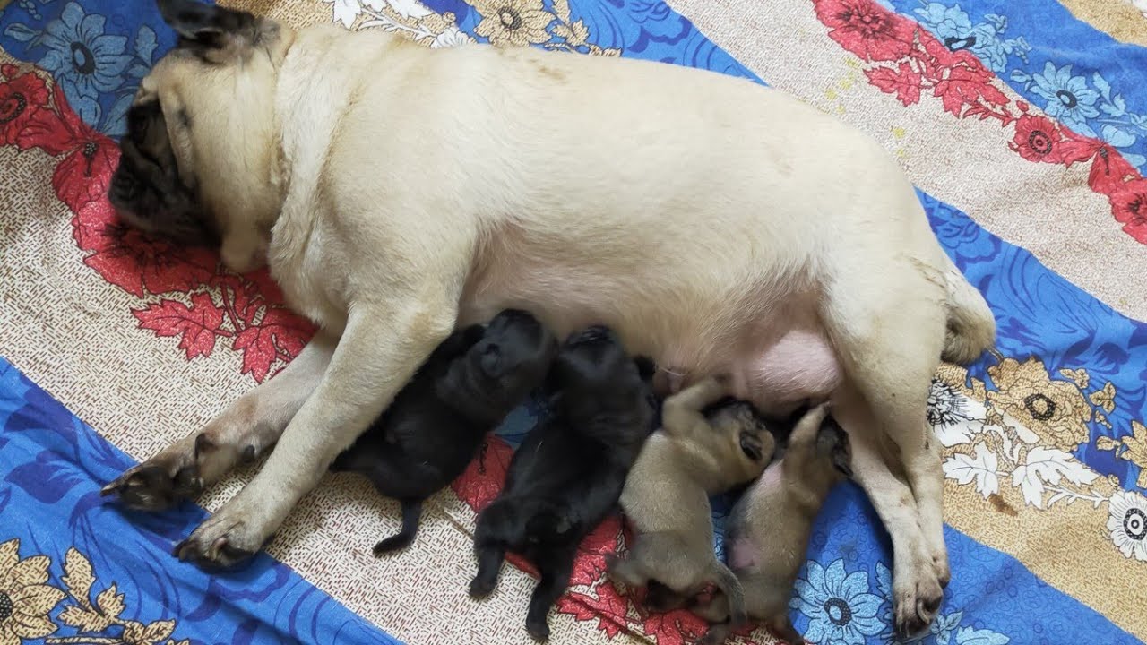 Pug Mother Feeding Milk to Puppies