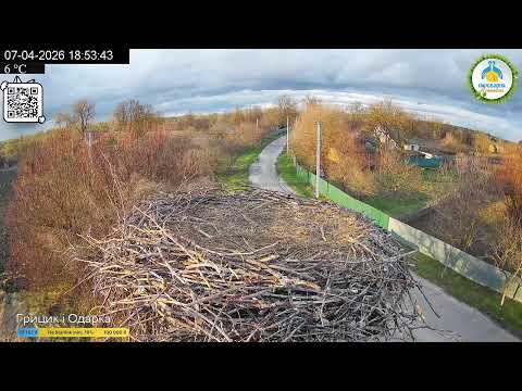 UA 🔴Прямий ефір White Stork Live Трансляція з гнізда лелек в Національному парку Пирятинський #bird