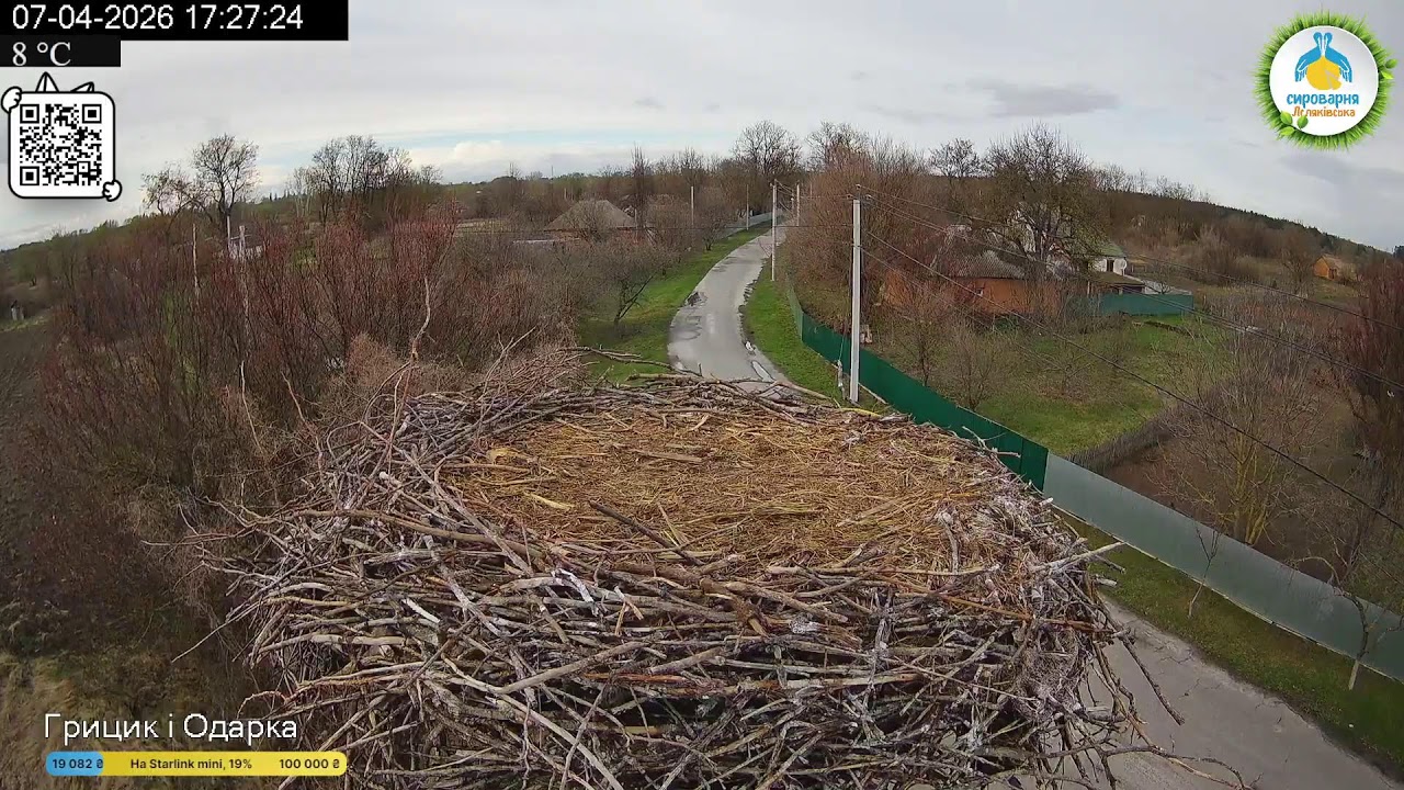 UA 🔴Прямий ефір White Stork Live Трансляція з гнізда лелек в Національному парку Пирятинський #bird