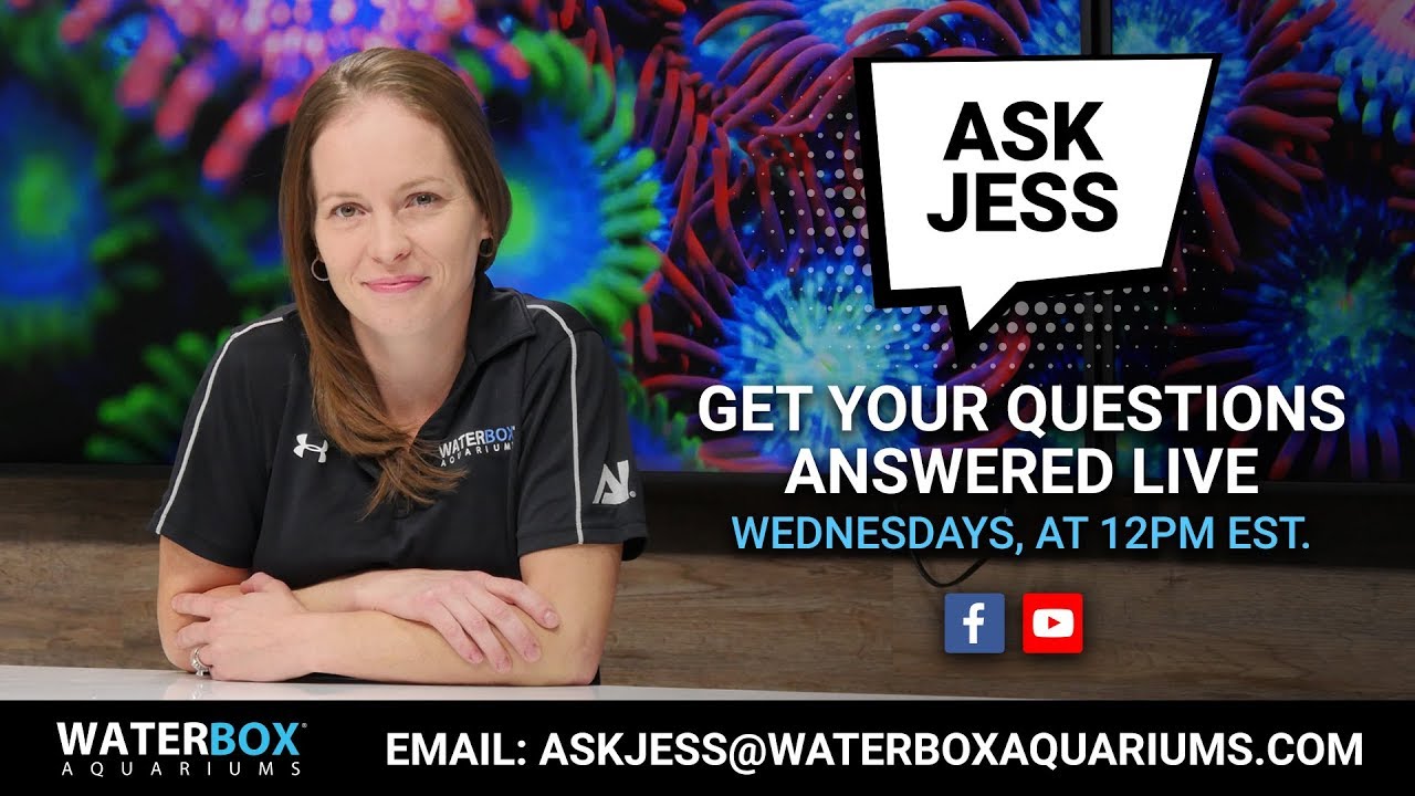 aquarium setup for cichlids #AskJess - How to move to a bigger Waterbox Aquarium?