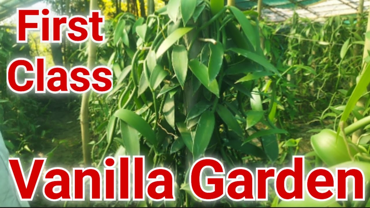 Miri Muchahary's VANILLA garden. Chirang, BTC