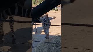 Amazing Wildlife Animal Beautiful Stripes Zebra