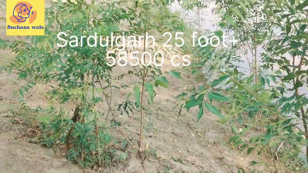 ottu head Today update 21/07/2023 