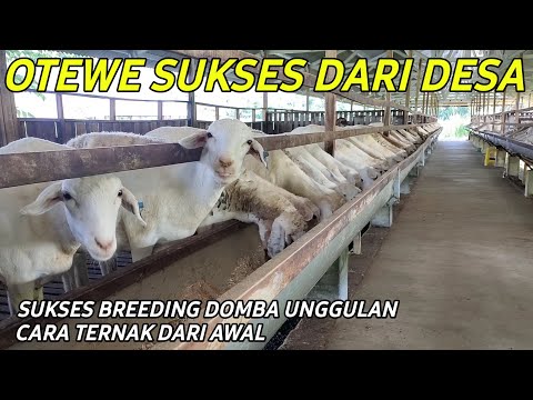 SUKSES BREEDING DOMBA DI DESA DARI 0 SAMPAI MENGHASILKAN OMSET | CERITA