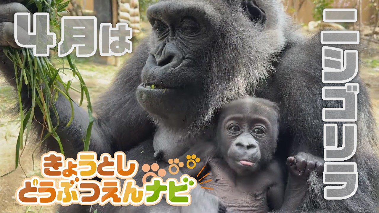 ゴリラの赤ちゃんのおしりには「白い毛」が！？赤ちゃんゴリラの 