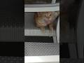 When I feel bad, I just look at cats and my courage returns #cat