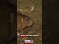 Dozens of passengers left hantavirus-stricken cruise ship after 1st fatality