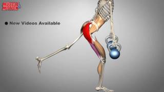 Anatomy Trains - Muscle& Motion