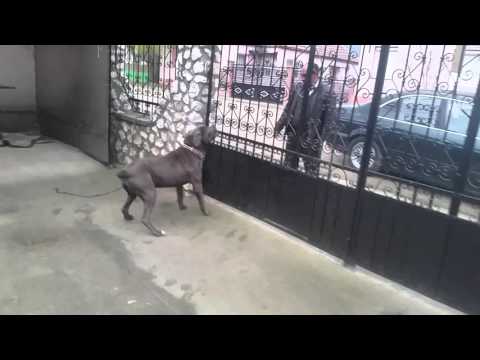 Cane Corso Guarding Skills 1 Youtube - cane corso guard dog aluminum 1 roblox