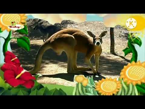 the amazing world baby tv kangaroo