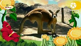 The Amazing World Baby Tv Kangaroo