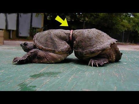 Video: Najveća kornjača - opis, značajke i stanište