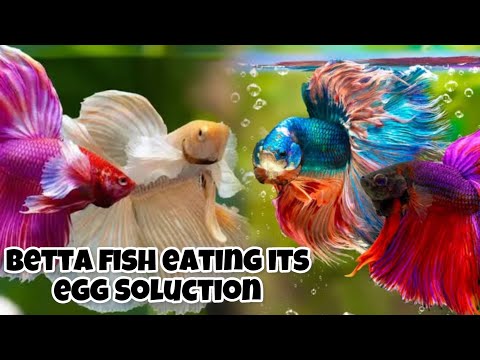 Why Betta Fish Eats Its Egg?