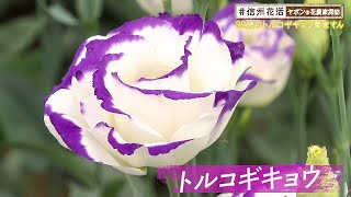 32歳のトルコギキョウ農家さん 信州花活 ヤポンの花農家探訪 年10月16日 Youtube